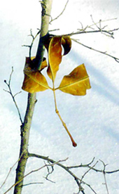 69-фото-02.jpg
