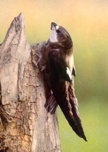 Иглохвостый стриж (Hirundapus caudacutus)