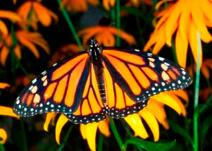 butterfly_monarch_300.jpg